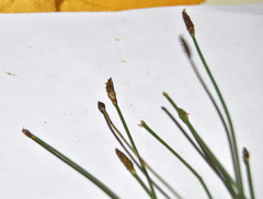 Eleocharis uniglumis