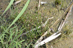 Eleocharis uniglumis