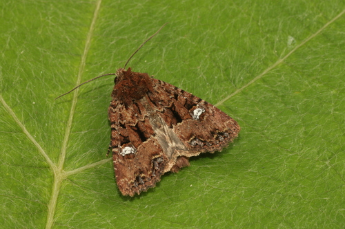 Mesapamea acorina