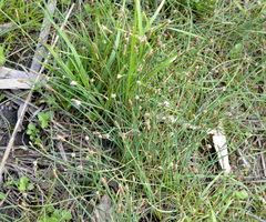 Eleocharis uniglumis