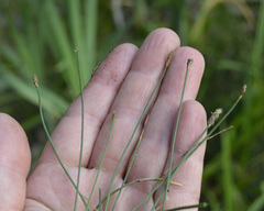 Eleocharis uniglumis