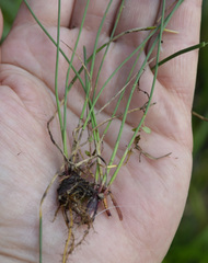 Eleocharis uniglumis