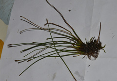 Eleocharis uniglumis