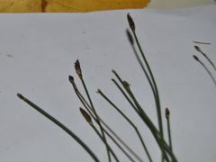 Eleocharis uniglumis