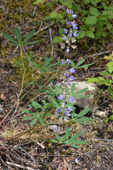 Lupinus nootkatensis