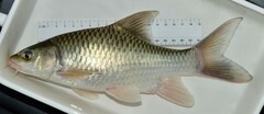 Ripon Barbel photo 2