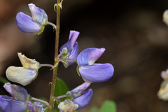 Lupinus nootkatensis