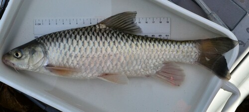 Barbus (Labeobarbus altianalis) — Cyprinidae