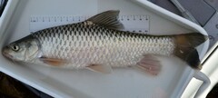 Ripon Barbel photo 4