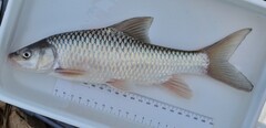 Ripon Barbel photo 1
