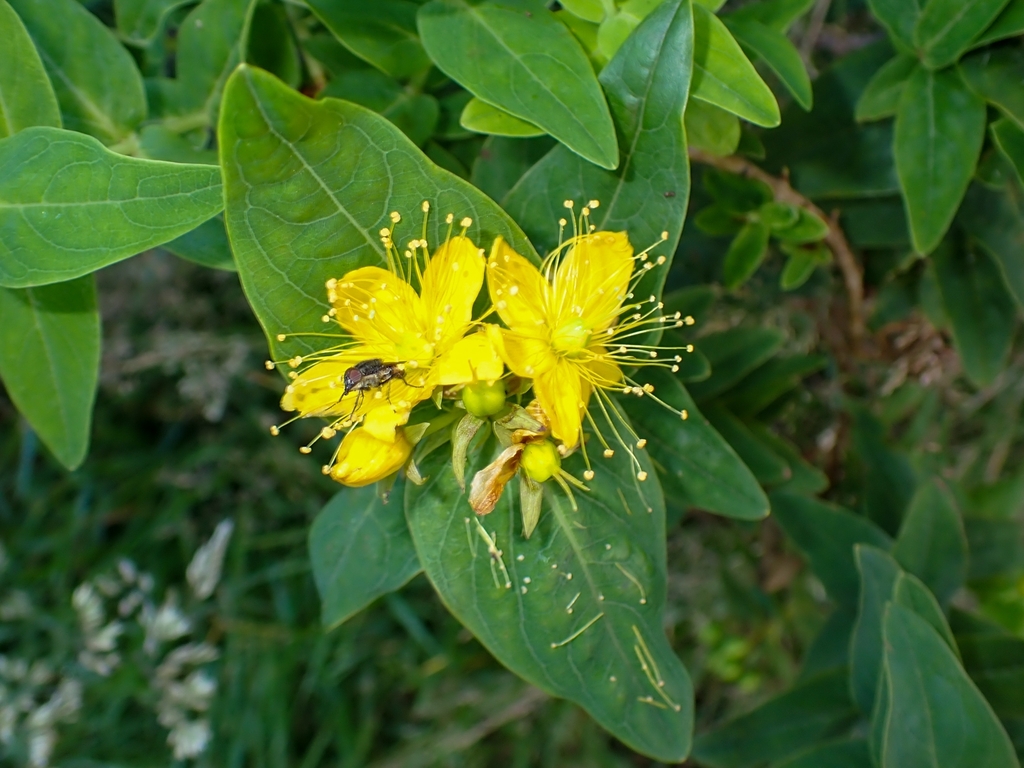 Hypericum foliosum (Hypericum foliosum)