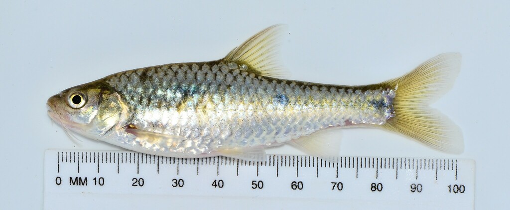 Neumayer's barb (Enteromius neumayeri) — Cyprinidae