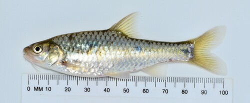Neumayer's barb (Enteromius neumayeri) — Cyprinidae