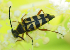 Typocerus zebra