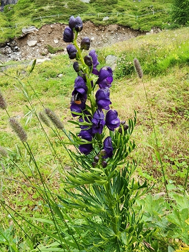 Image of Aconitum tauricum by (c) Étienne Léveillé-Bourret, some rights reserved (CC BY)