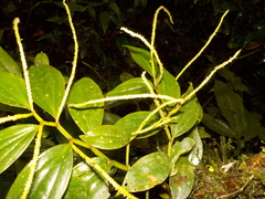 Peperomia alata