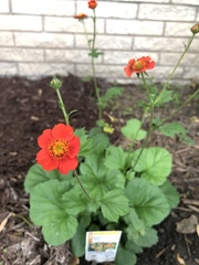 Geum coccineum