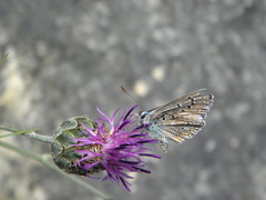 Polyommatus icarus