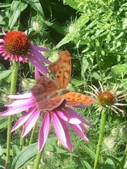 Polygonia interrogationis