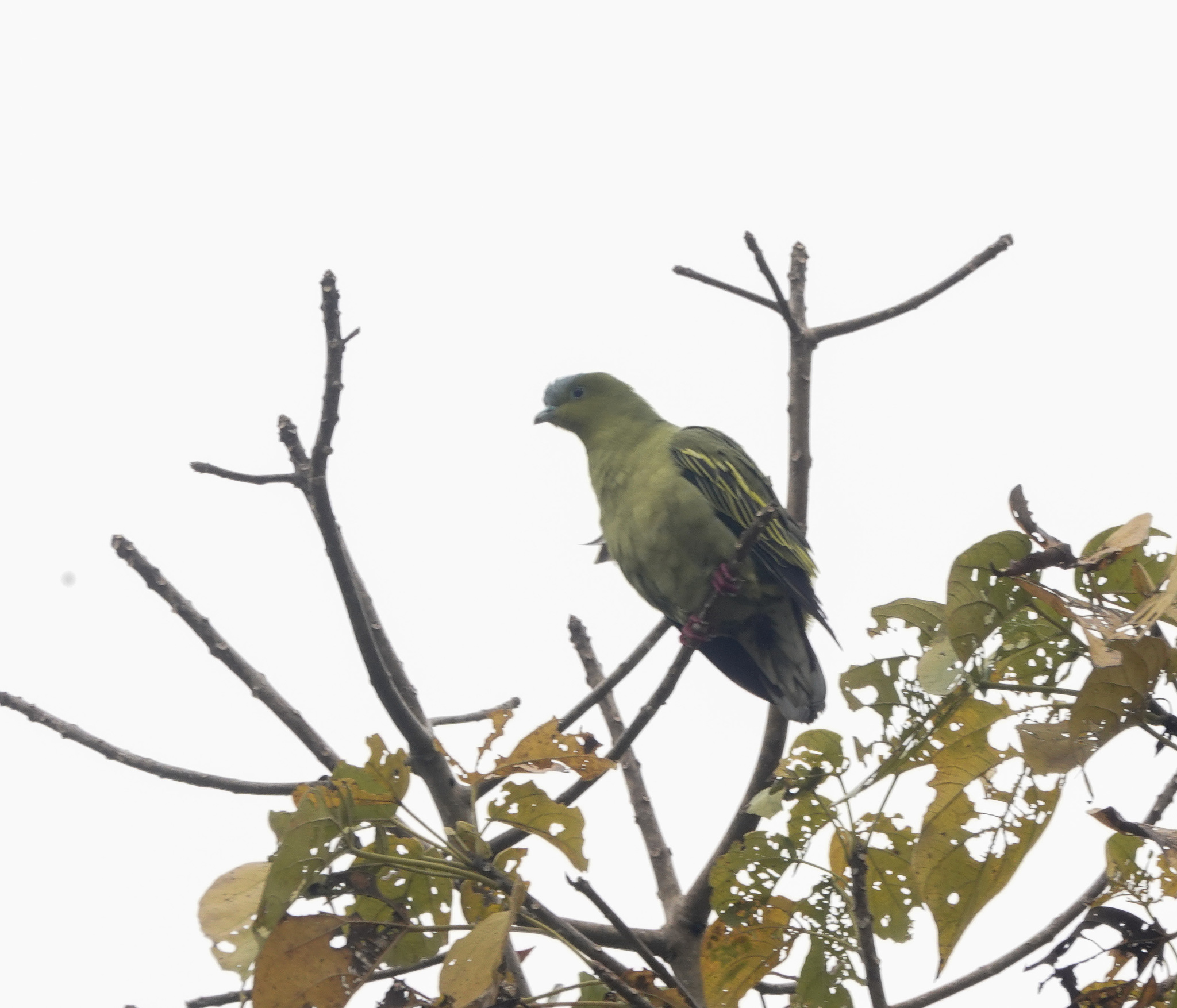 Ashy-headed Green Pigeon (Treron phayrei), photo 2