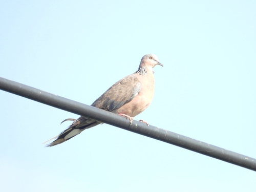 Spotted Dove