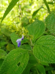 Salvia xalapensis