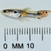 孔雀魚 - Photo 由 Dale Kindler 所上傳的 (c) Dale Kindler，保留部份權利CC BY-NC