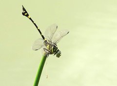 Ictinogomphus pertinax
