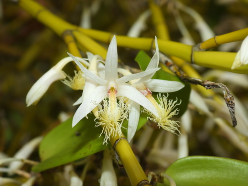 Dendrobium comatum observed 2024-06-05