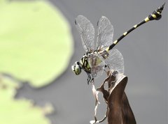 Ictinogomphus pertinax
