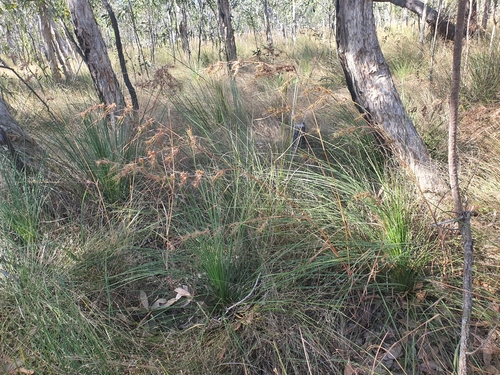 Image of Themeda quadrivalvis by (c) Lek Khauv, some rights reserved (CC BY)