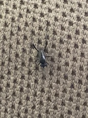 Evania appendigaster