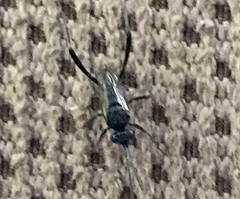 Evania appendigaster