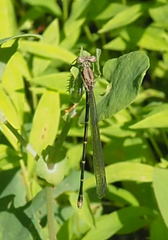 Argia fumipennis