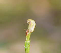 Pterostylis parviflora