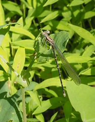 Argia fumipennis
