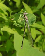 Argia fumipennis