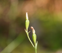 Pterostylis parviflora