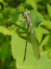 Argia fumipennis