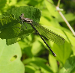 Argia fumipennis