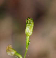 Pterostylis parviflora