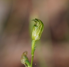 Pterostylis parviflora