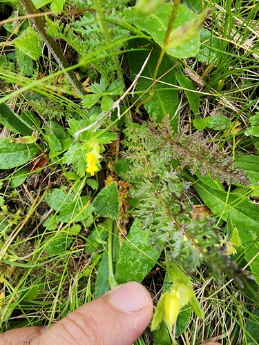 Image of Long-Beaked Yellow Lousewort (Pedicularis tuberosa) by (c) Étienne Léveillé-Bourret, some rights reserved (CC BY)