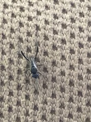 Evania appendigaster
