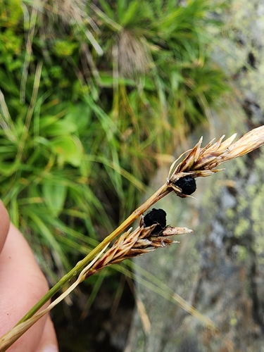 Image of Alpine tufted sedge by (c) Étienne Léveillé-Bourret, some rights reserved (CC BY)