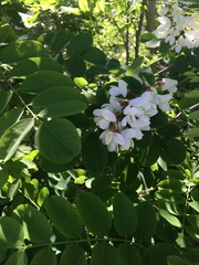 Robinia pseudoacacia