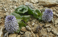 Lagotis glauca