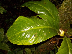 Philodendron wittianum