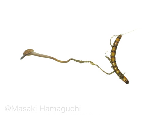 Ophiocordyceps purpureostromata