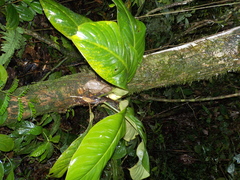 Philodendron wittianum